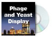 Phage and Yeast Display