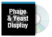 Phage and Yeast Display of Antibodies and Recombinant Proteins
