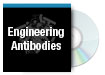 Engineering Antibodies